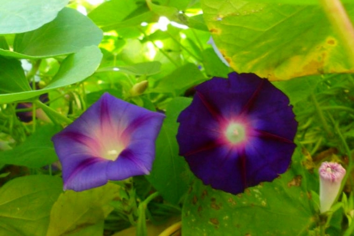 morning glory seeds mix