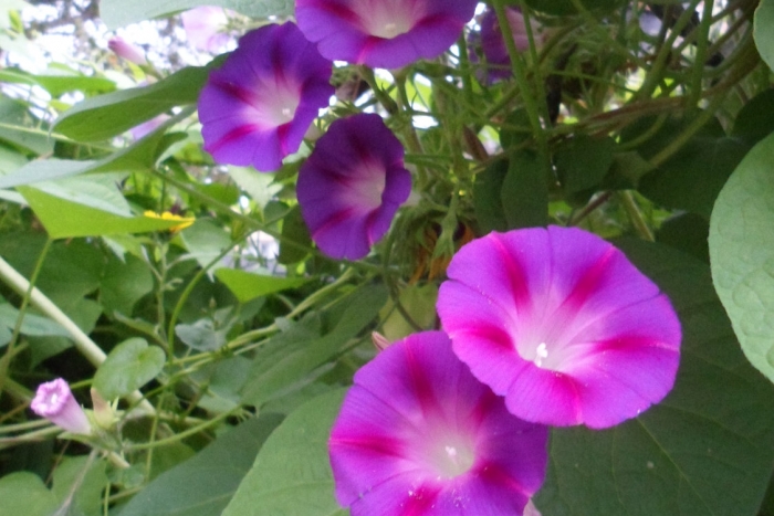 morning glory seeds mix