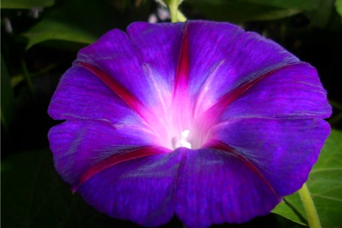 morning glory seeds mix