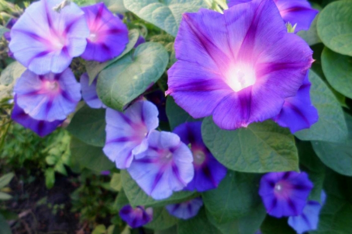 morning glory seeds mix
