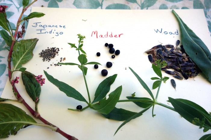 indigo woad and madder