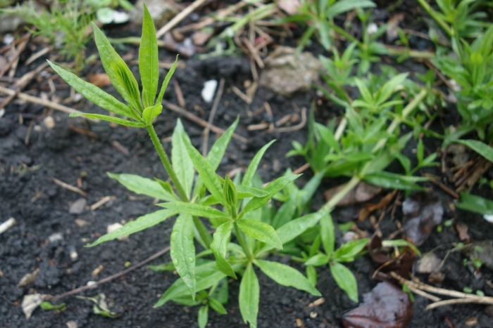 madder plant