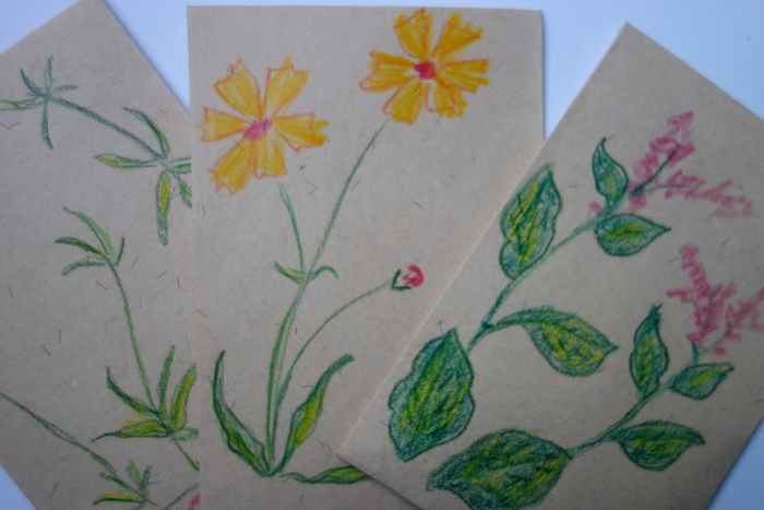 Japanese indigo, madder, and dyer's coreopsis seed packets