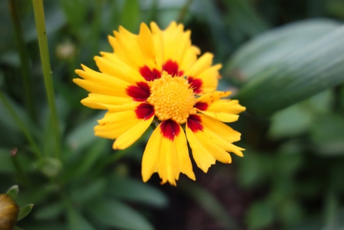 dyer;s coreopsis