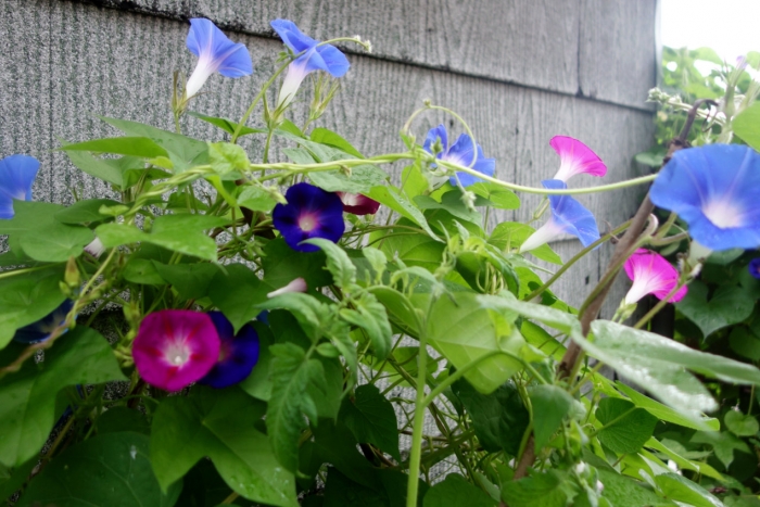 heaven blue morning glories