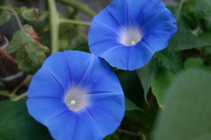 heaven blue morning glories