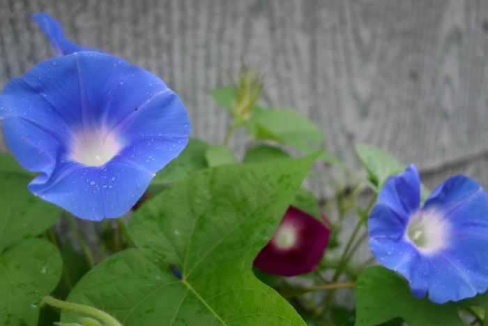 heaven blue morning glories