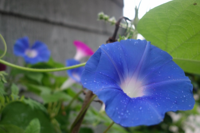 heaven blue morning glories