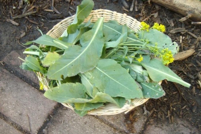 woad leaves