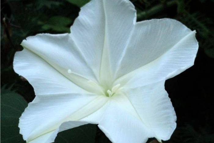 moon flower vine