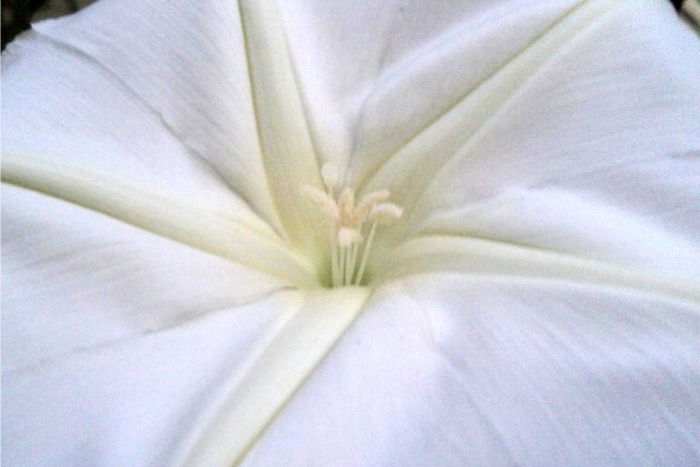 moon flower vine