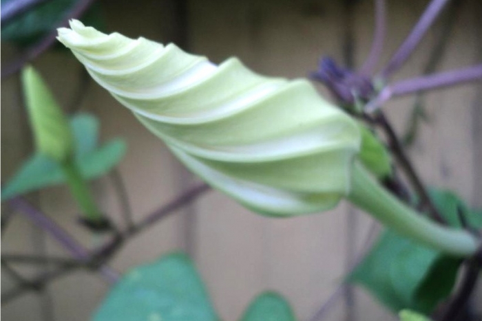 moon flower vine