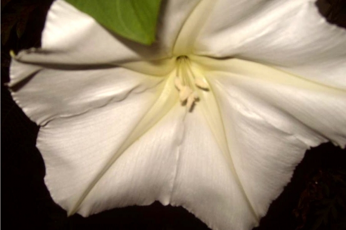 moon flower vine
