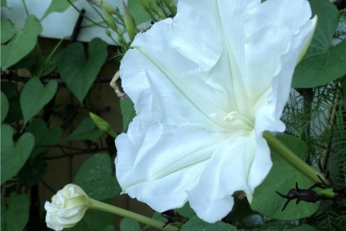 moon flower vine