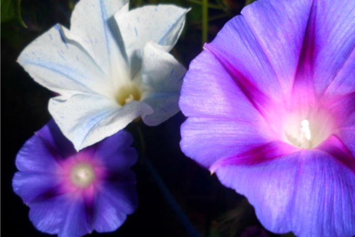 mixture of morning glories