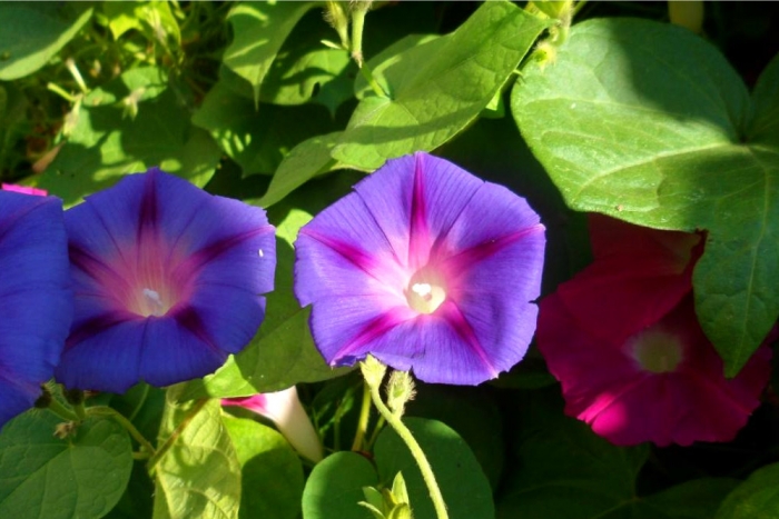 morning glory seeds mix
