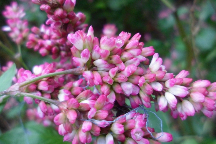 Japanese indigo plant