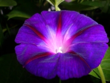morning glory seeds mix