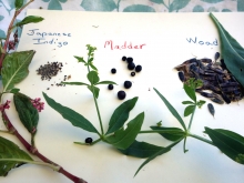 indigo woad and madder