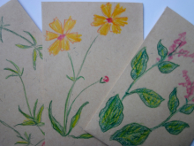 Japanese indigo, madder, and dyer's coreopsis seed packets