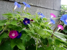 mixture of morning glories