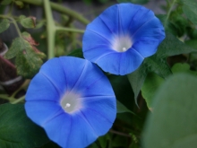 heaven blue morning glories