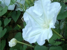 moon flower vine